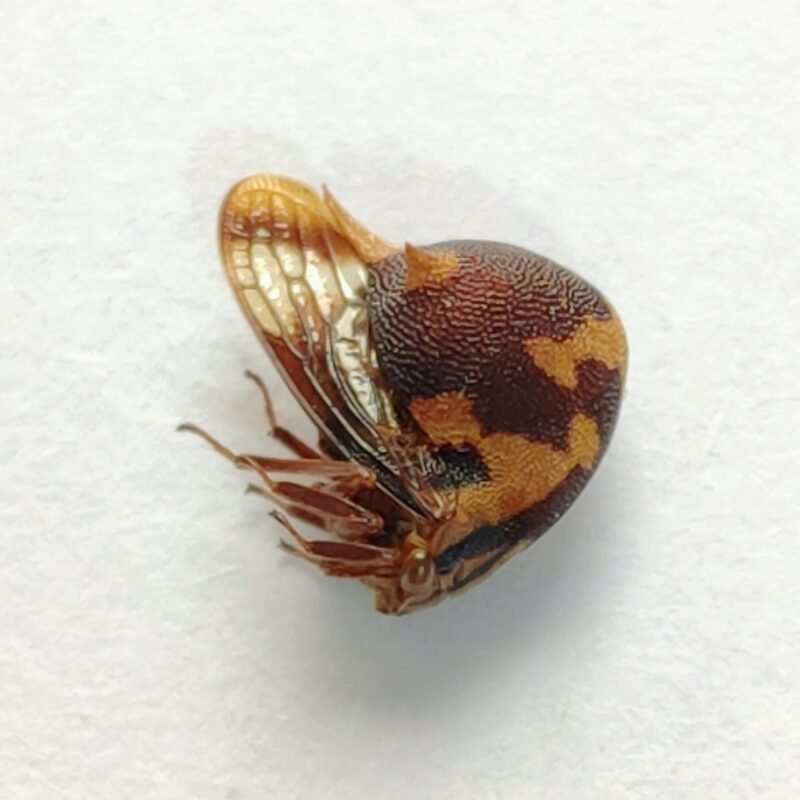 173 Membracidae