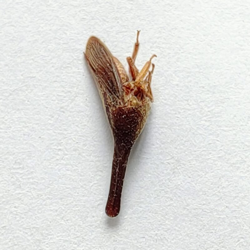 174 Membracidae
