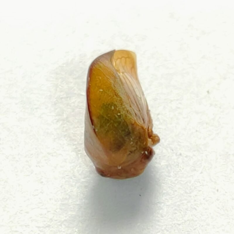 175 Membracidae
