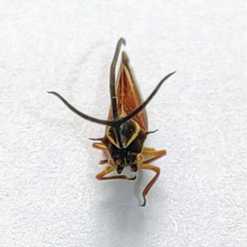 176 Membracidae