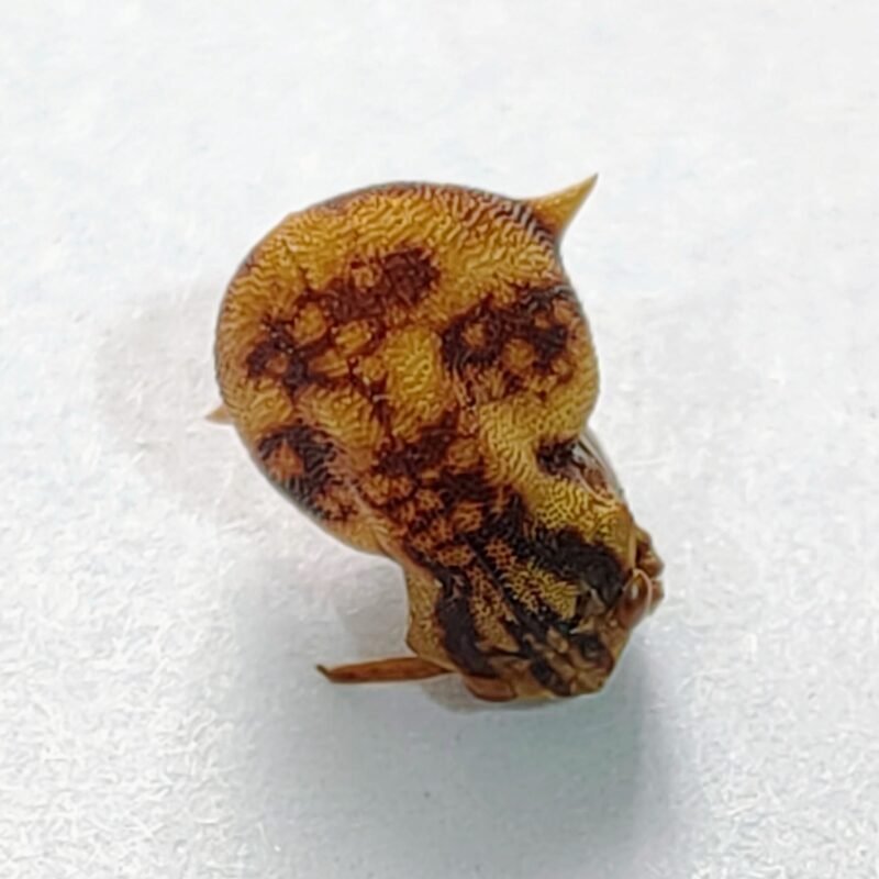 177 Membracidae