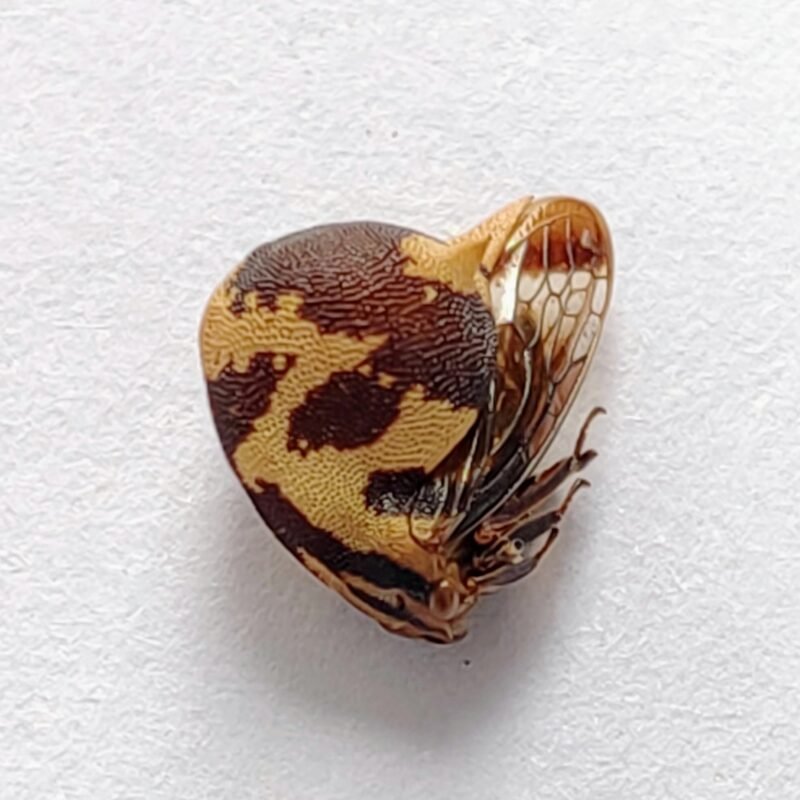 178 Membracidae