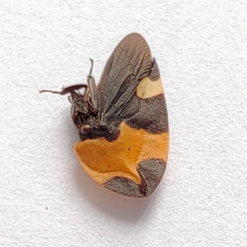 179 Membracidae