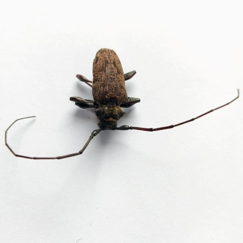 18 Cerambicidae