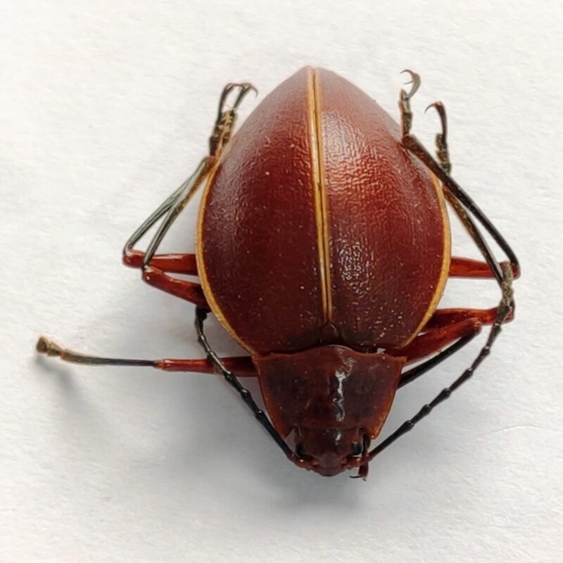 18 Chrysomelidae