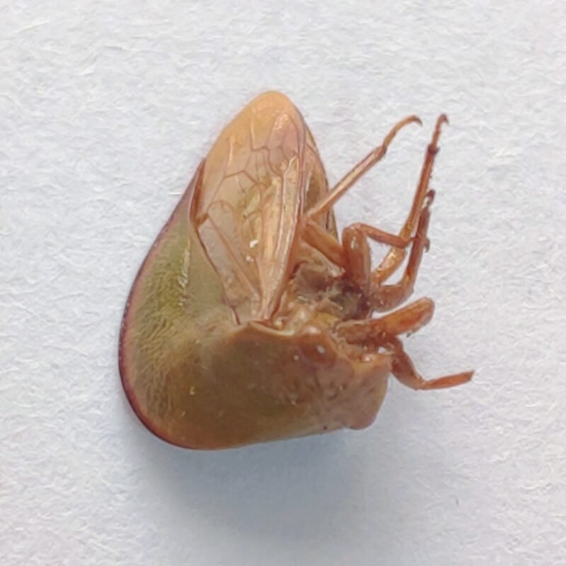 18 Membracidae