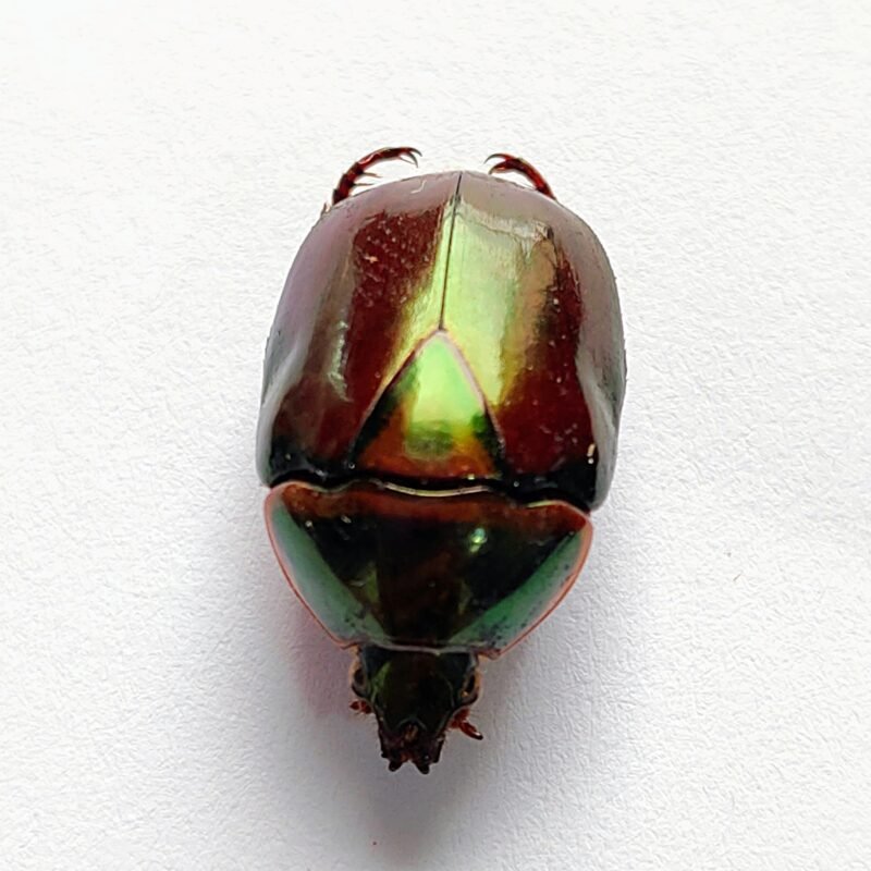 18 Scarabaeidae