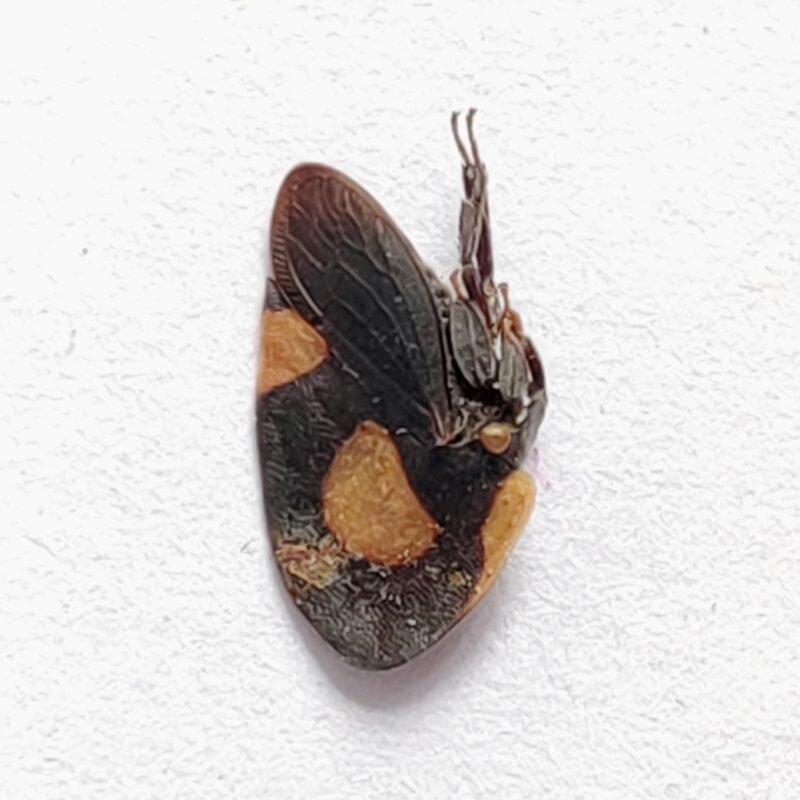 180 Membracidae