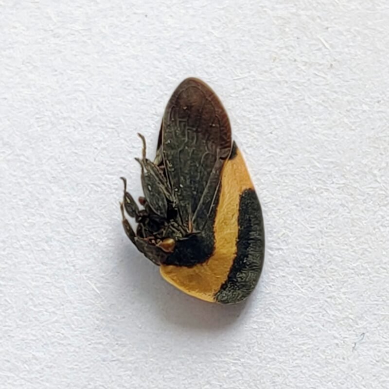 181 Membracidae