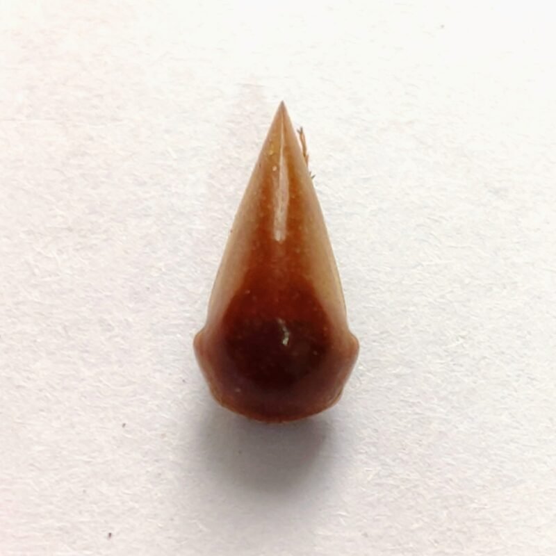 182 Membracidae