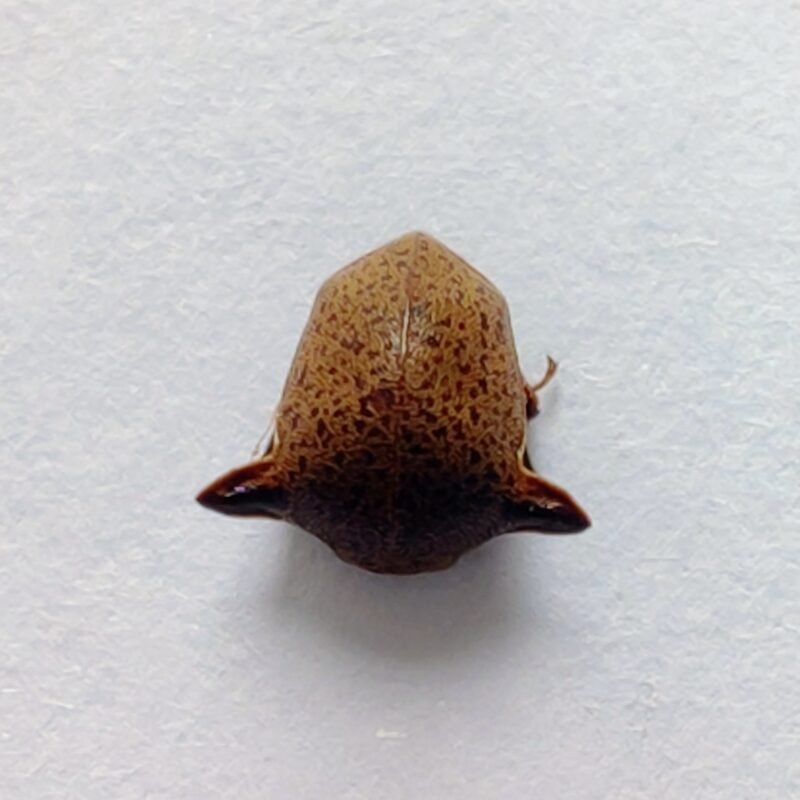 183 Membracidae