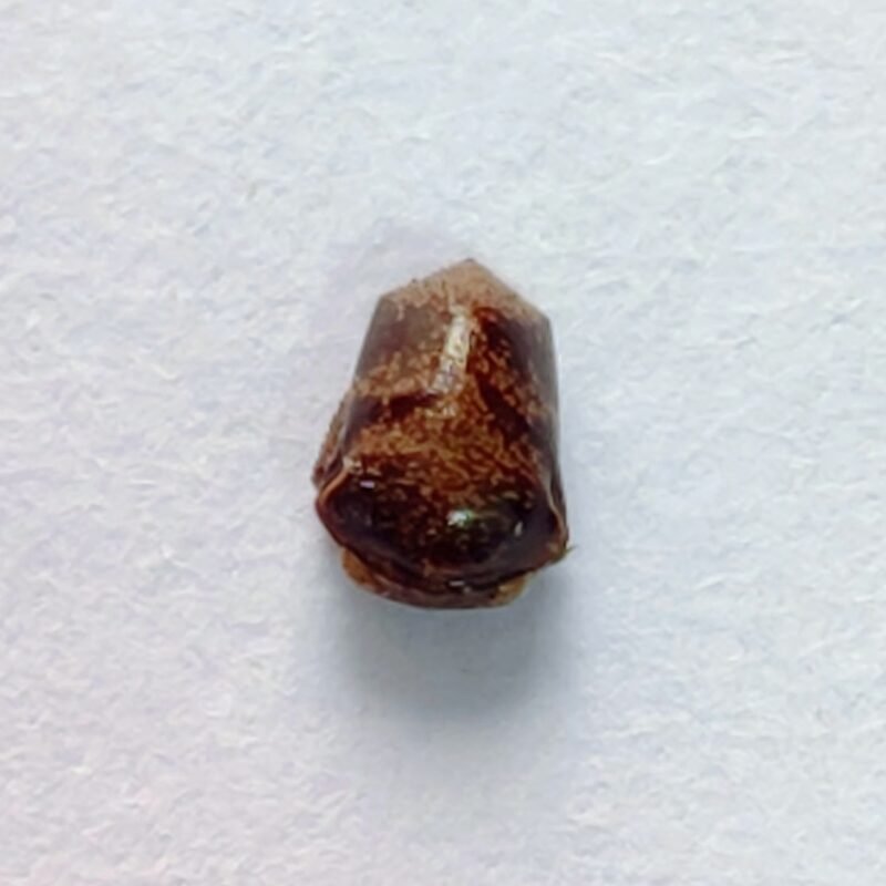 184 Membracidae