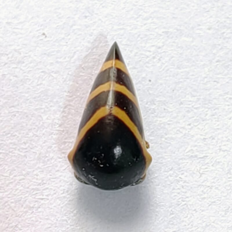 185 Membracidae