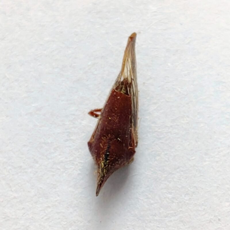 186 Membracidae