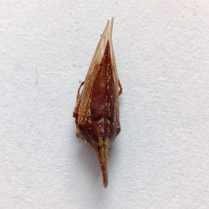 187 Membracidae