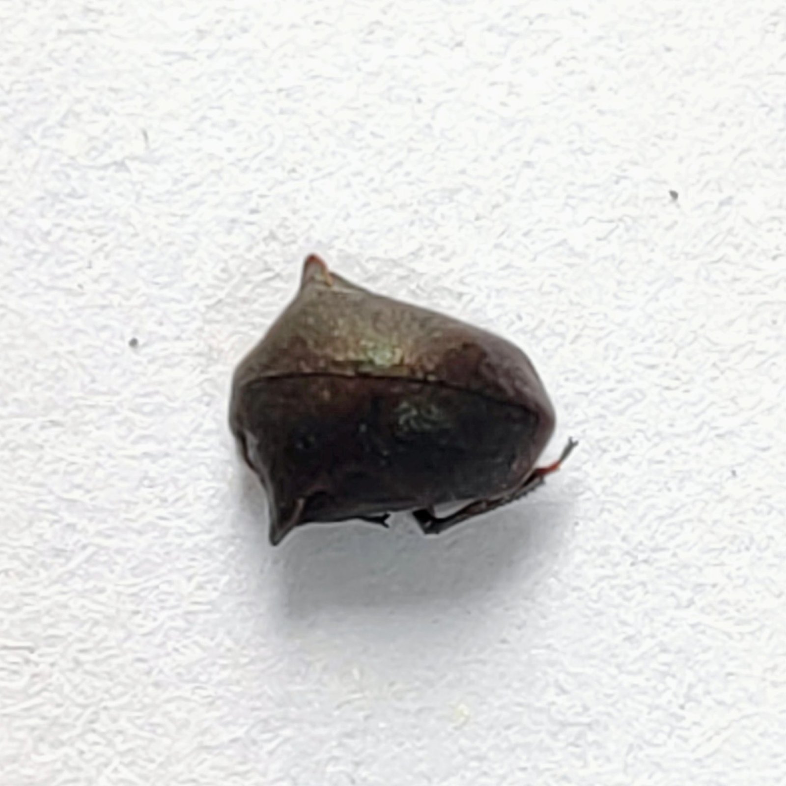 188 Membracidae - Image 2