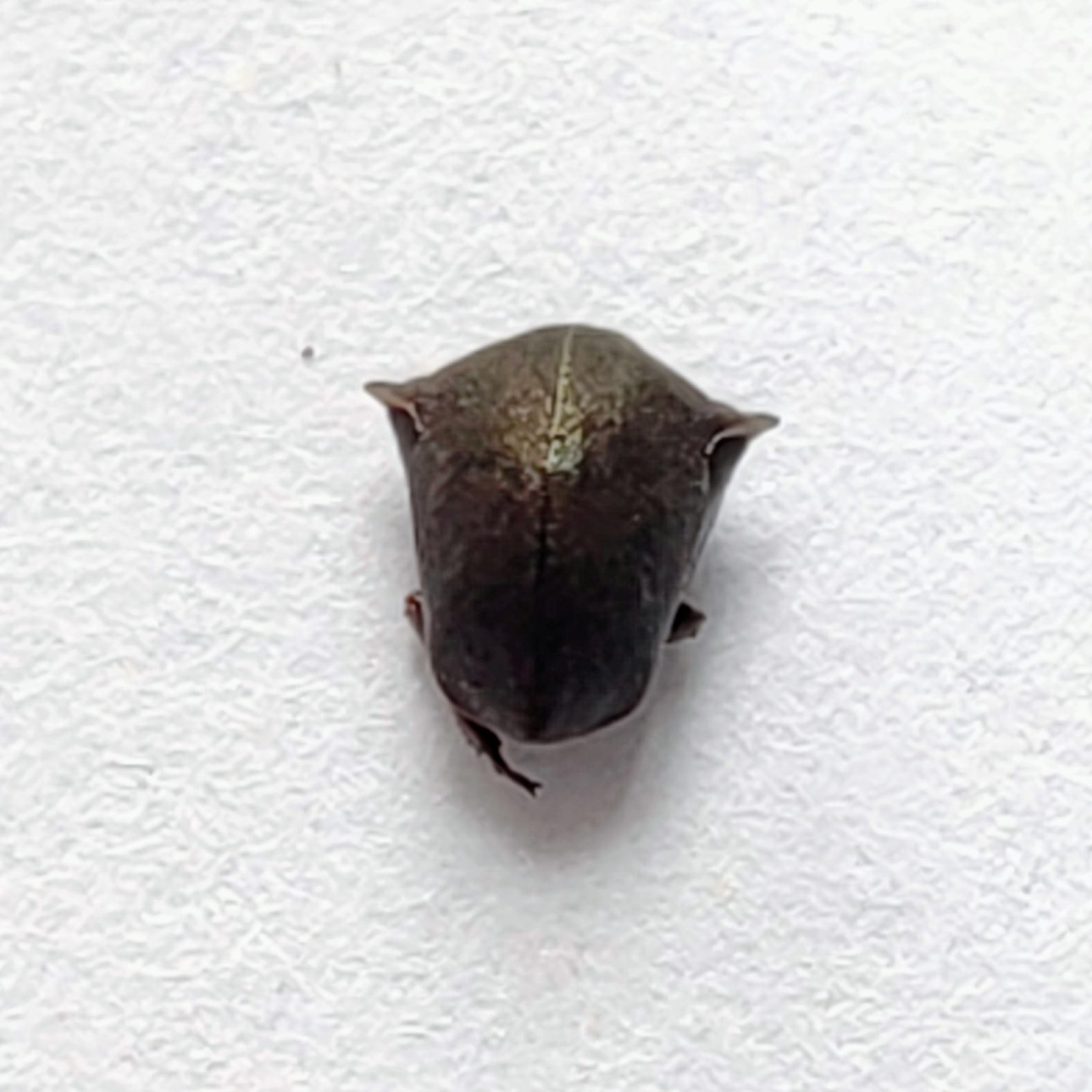188 Membracidae - Image 3