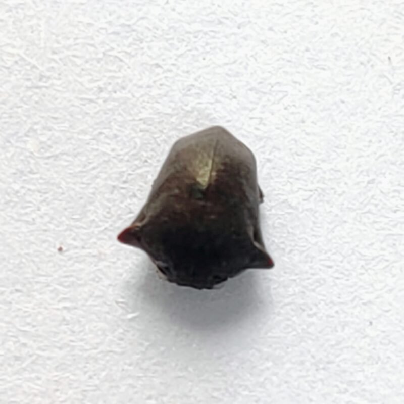188 Membracidae