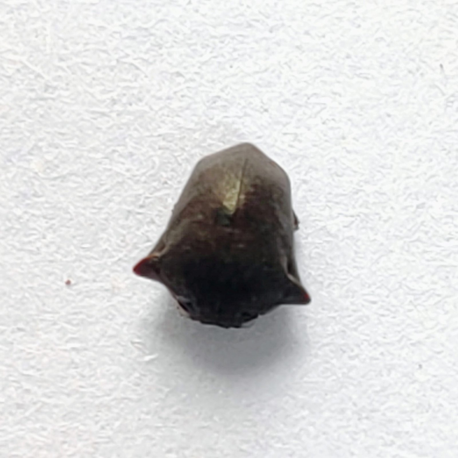 188 Membracidae
