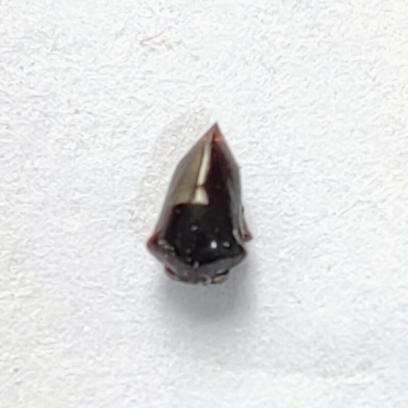 189 Membracidae
