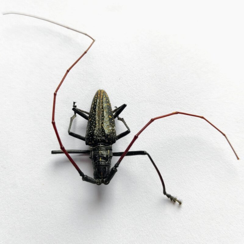 19 Cerambicidae