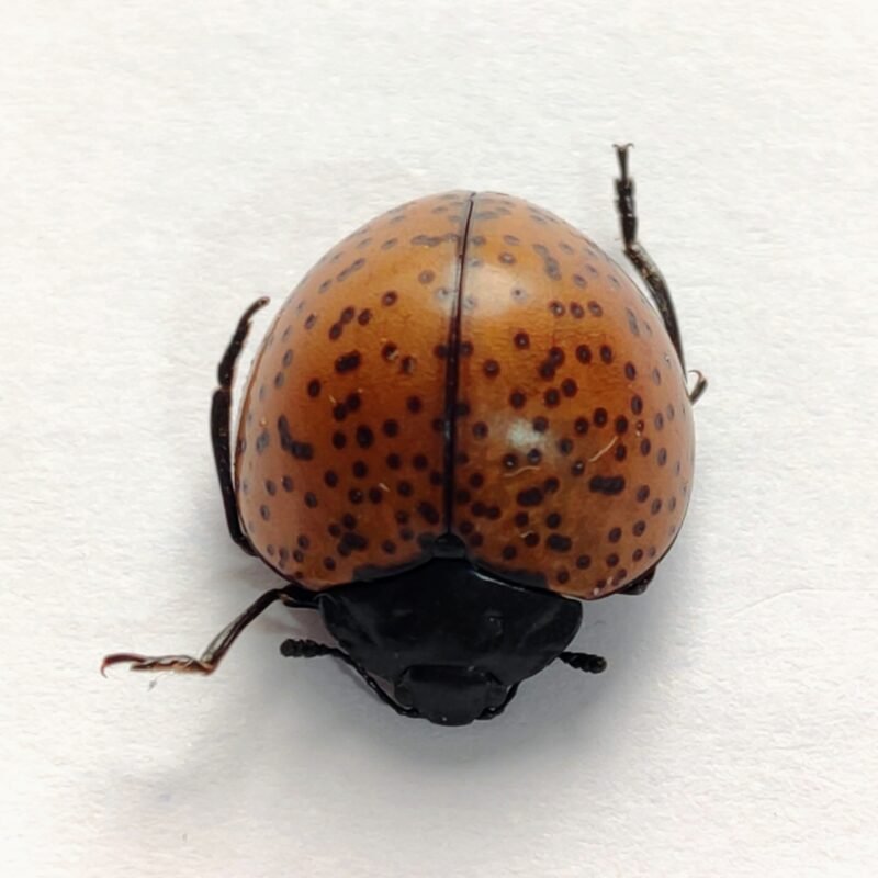 19 Chrysomelidae