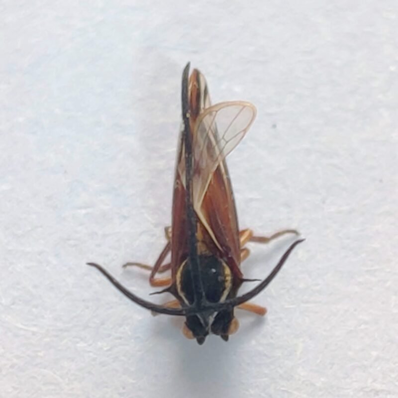 19 Membracidae