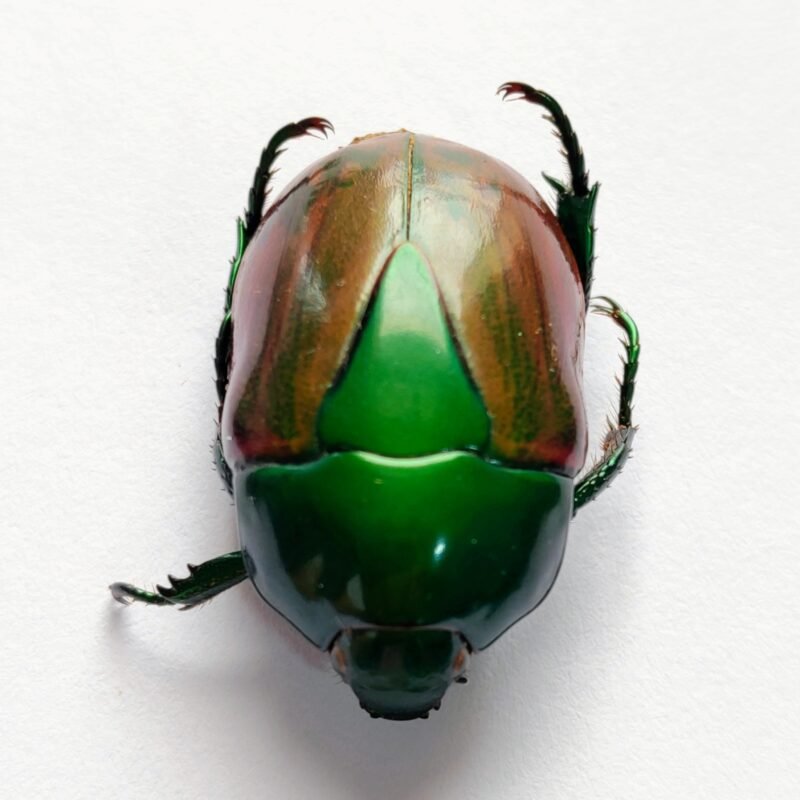 19 Scarabaeidae