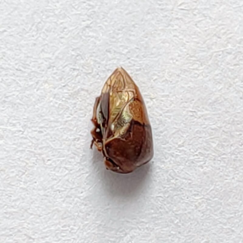 190 Membracidae