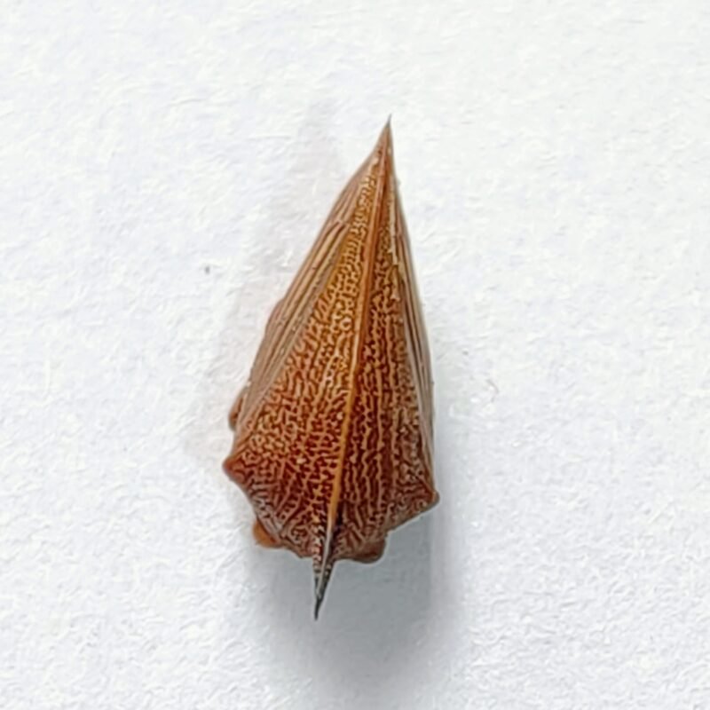 191 Membracidae
