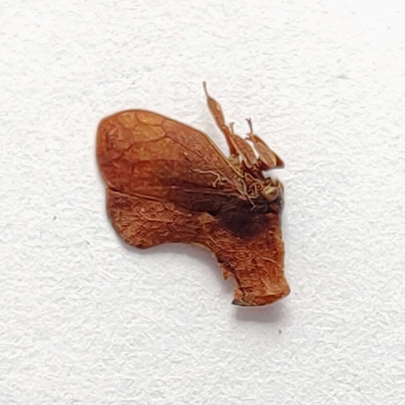 192 Membracidae