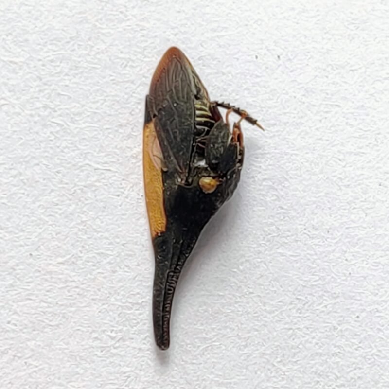 193 Membracidae