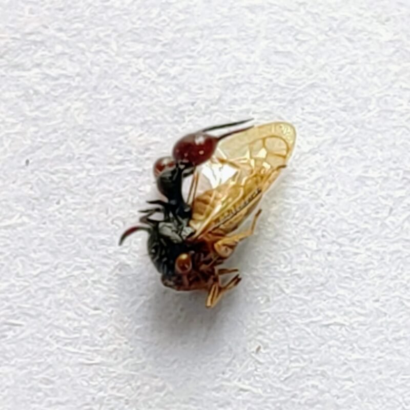 194 Membracidae