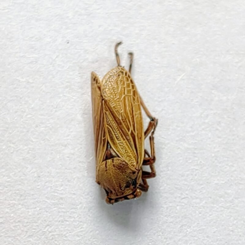 195 Membracidae