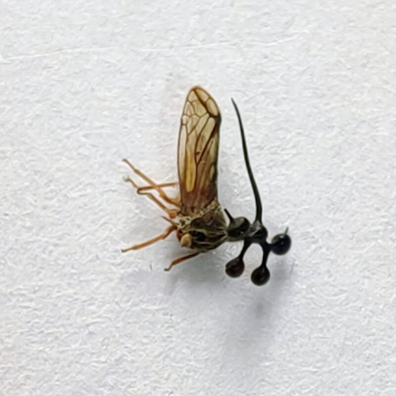 196 Membracidae