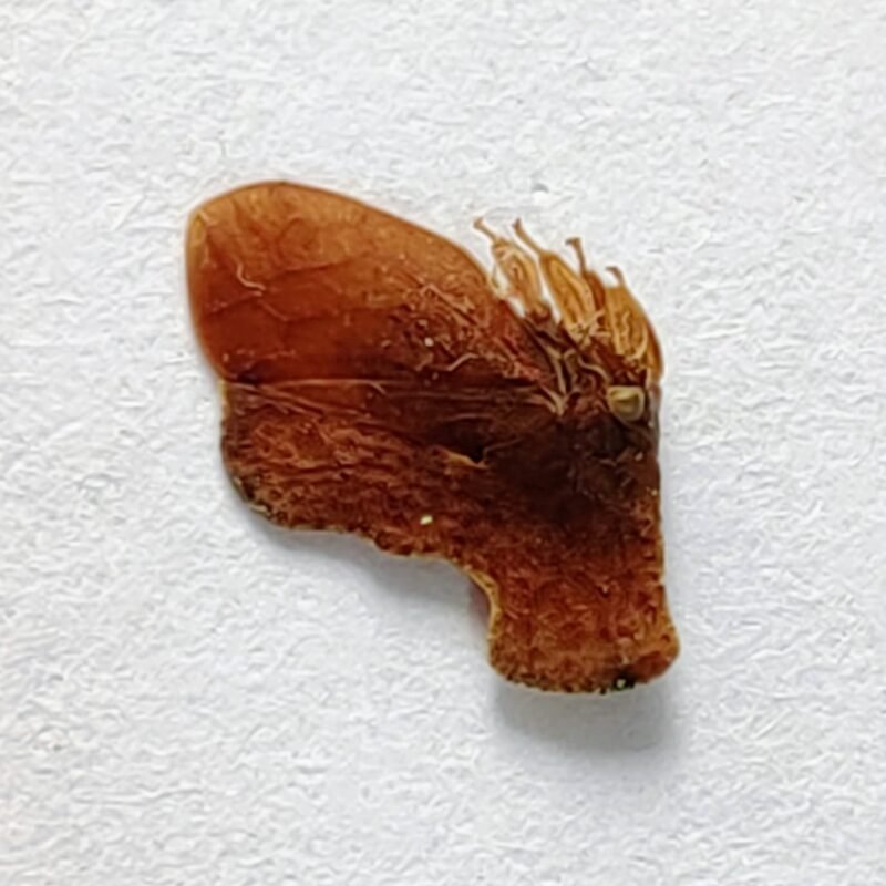 197 Membracidae