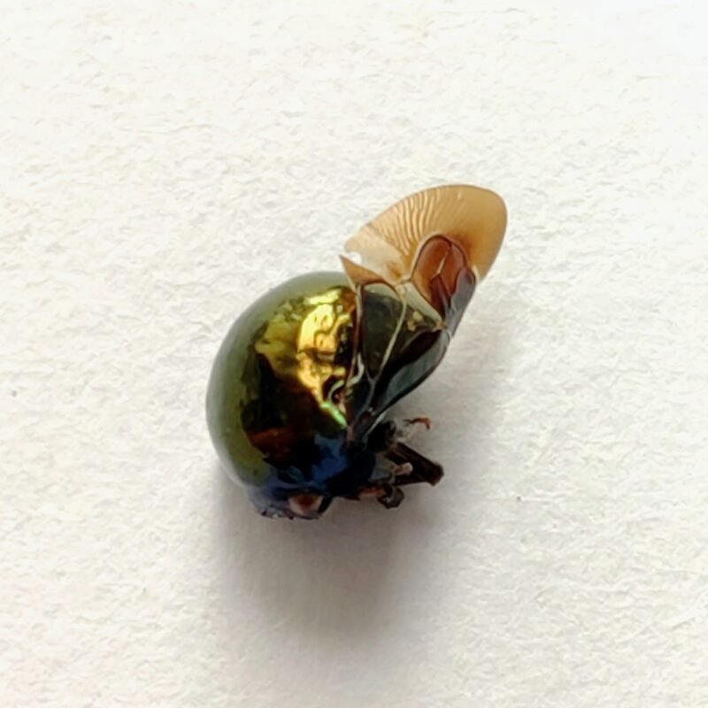 198 Membracidae
