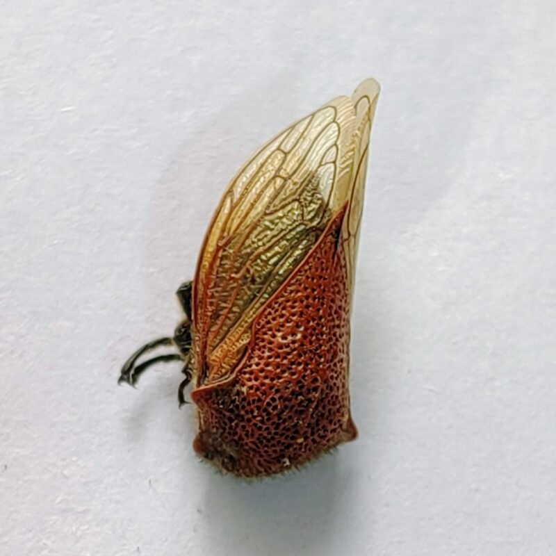 199 Membracidae
