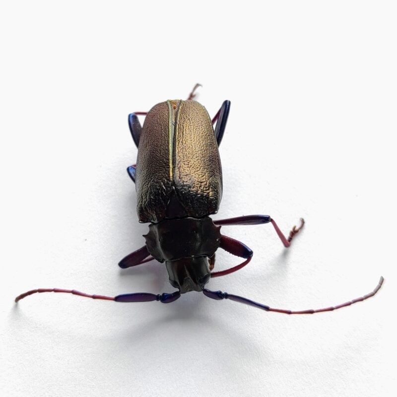 2 Cerambicidae