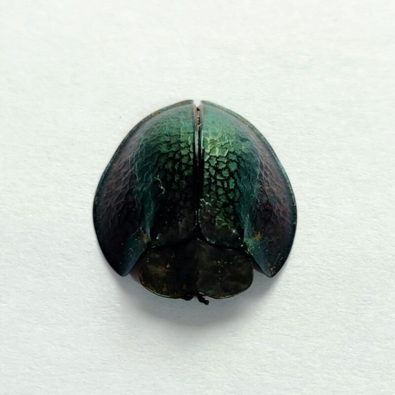 2 Chrysomelidae