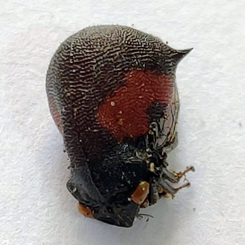 2 Membracidae