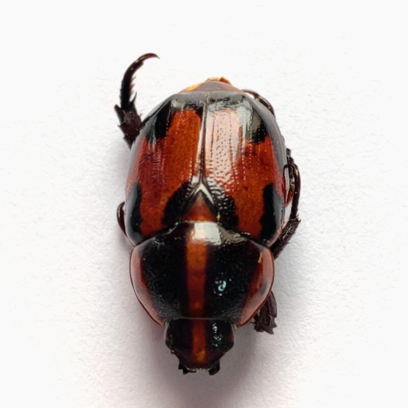 2 Scarabaeidae