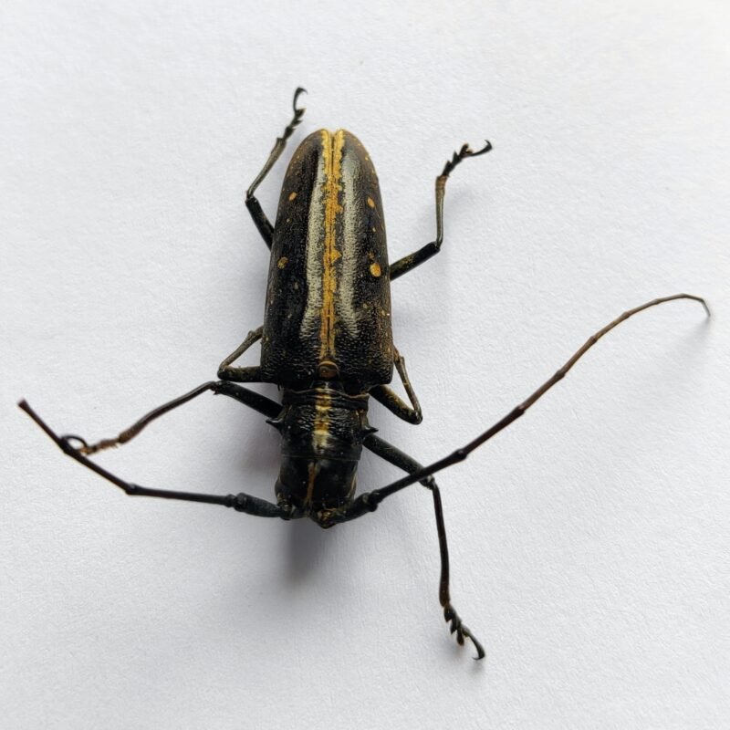 20 Cerambicidae