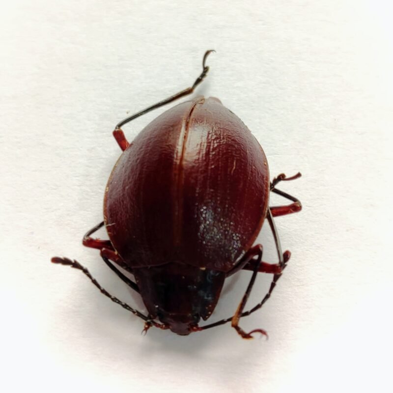 20 Chrysomelidae