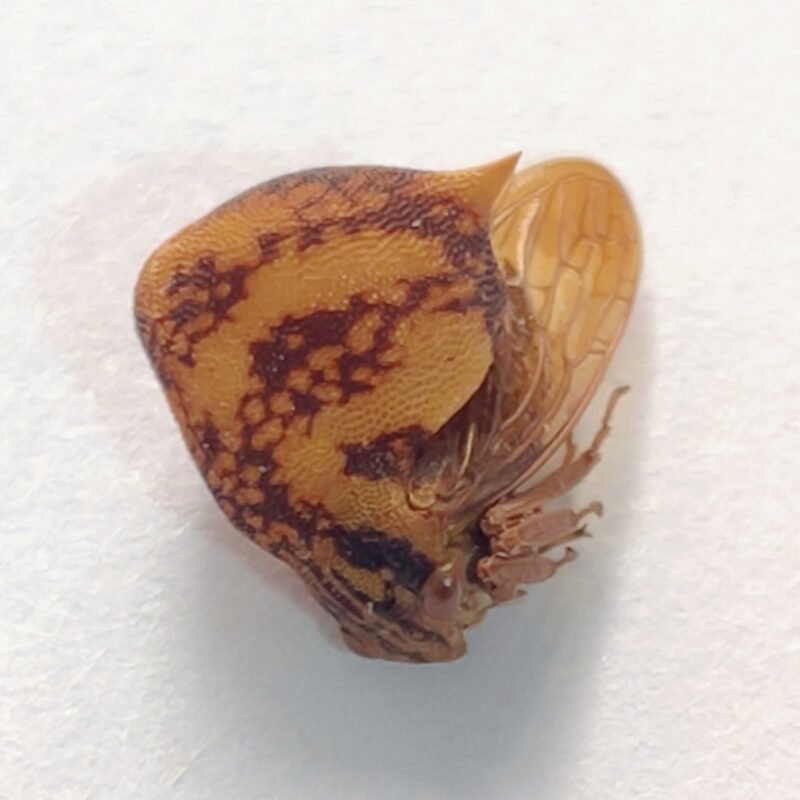 20 Membracidae