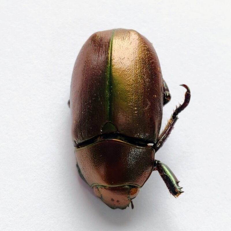 20 Scarabaeidae