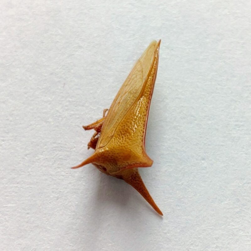 200 Membracidae