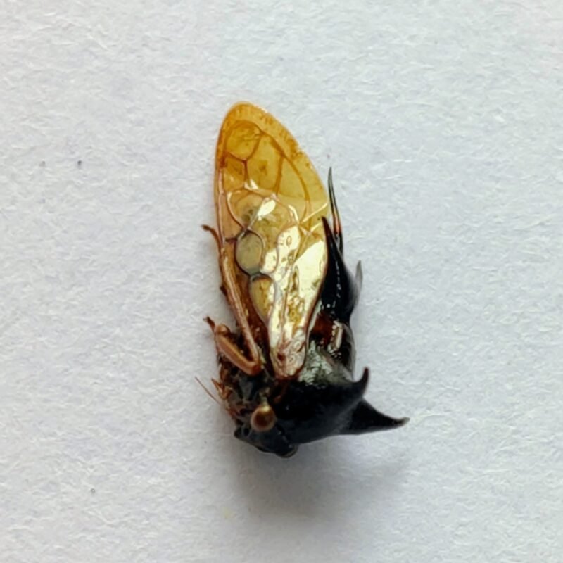 201 Membracidae