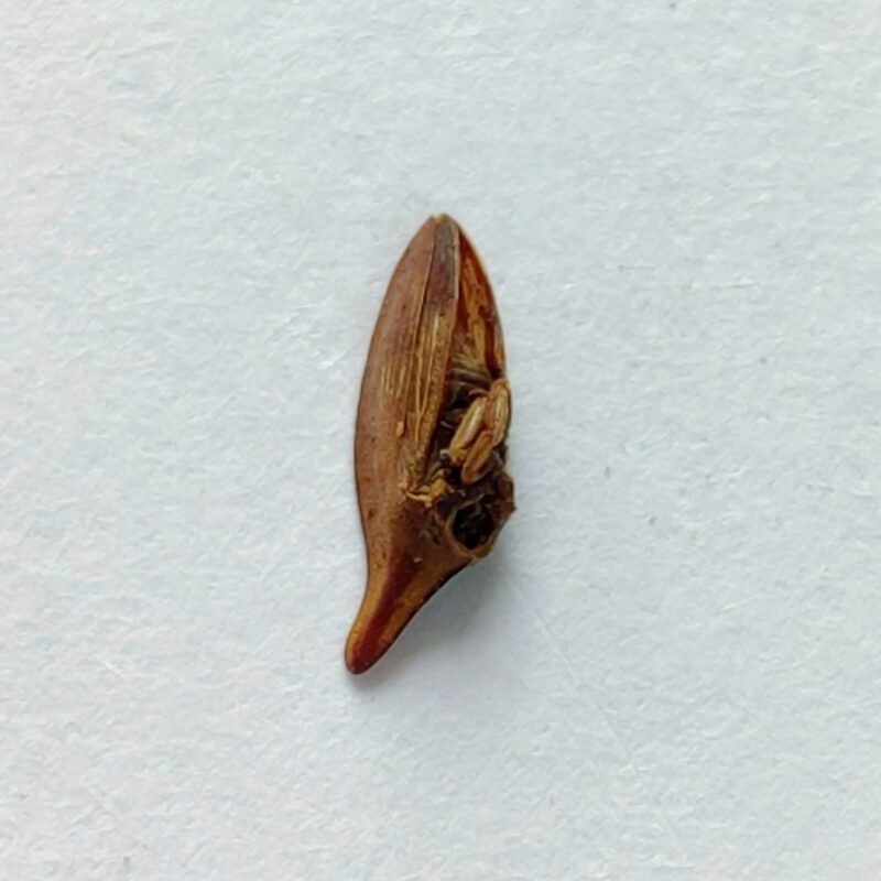 202 Membracidae