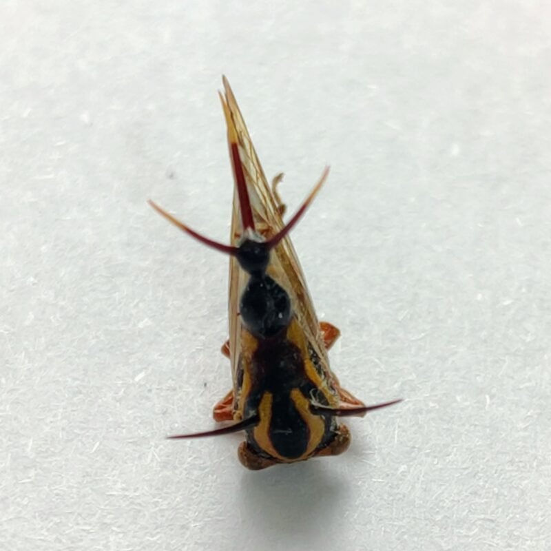 203 Membracidae